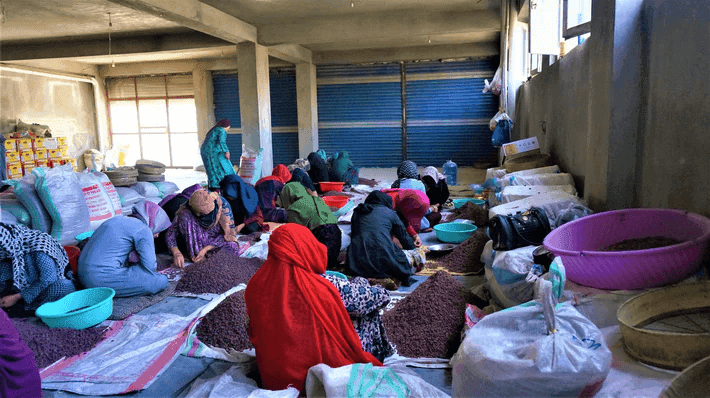 Picture afghan people working with dried fruits.