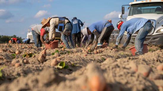 Picture of local farmers in Afghanistan.